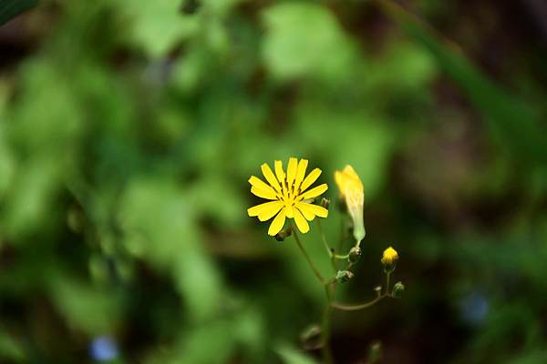 1.77亿元！广东省2025年全域土地综合整治财政奖补激励资金正式下达