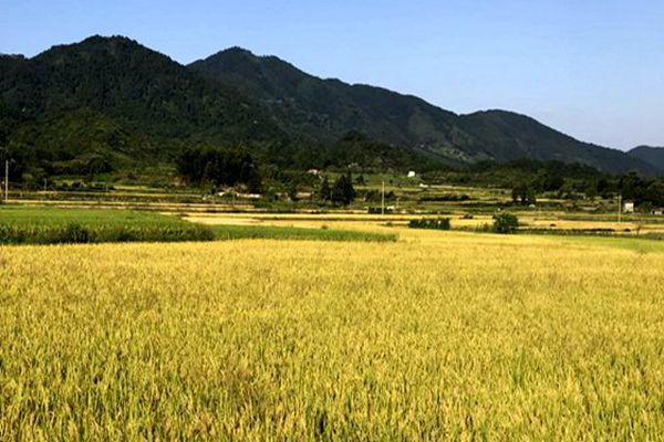 寧夏將處理量300t/d及以上連續(xù)式谷物烘干機(jī)補(bǔ)貼額由14萬元調(diào)整為12萬元